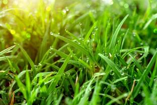 JAYANTAHALDER DHURBA GHAS, DOOB GRASSS, BAHAMA GRASS Seed