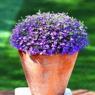 Qualtivate XXX-8A Mother of Creeping Thyme Seeds Seed