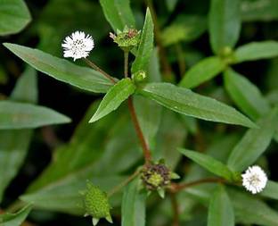 RuelandSteve Bhringraj Seed Seed