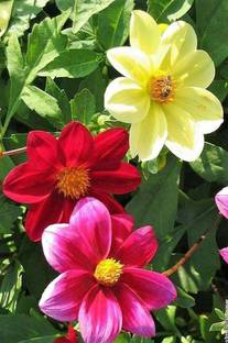 WILLVINE PUAS-193 Flowers Dahlia Funny Guys Mix Seeds Seed