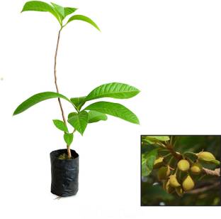 AGRO ALIVE Mahua Plant (Iluppai Maram) – Live plant |, Madhuca longifolia LIVE PLANT NOT Seed