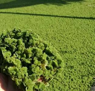 wequality Azolla seeds for home plant Seed