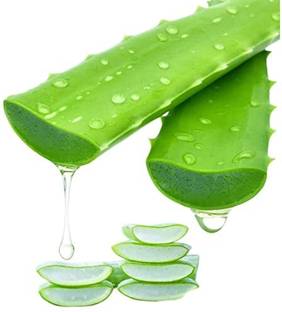 Farmer Faith ALOE VERA LEAF, FRESH ORGANIC GREEN ALOE VERA LEAF, FRESH &PULPY Seed