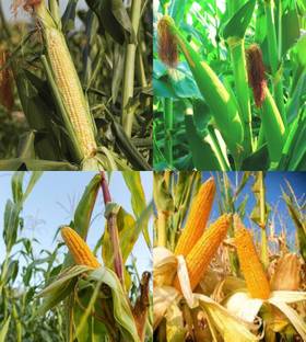 ibains Hybrid sweet corn seeds beez 70 Seed