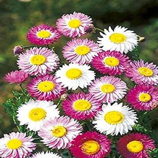 Paudha Acroclinium roseum mix Seed