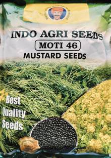 HYBRID 1kg Hybrid mustard seeds (moti-46) yield 18-19 quintal/acre Seed