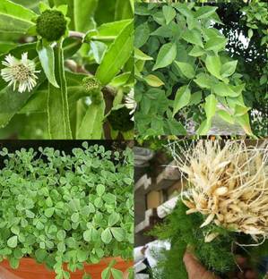Faabiie Medicinal Bhringraj | Methi | Bel Patra | Shatawar Plant Seeds Combo Seed