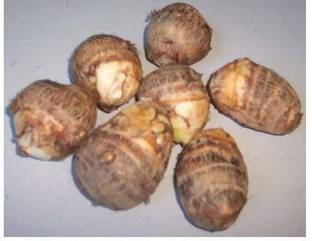 Aywal Arbi Taro root Outdoor Gardening vegetable Bulbs Seed