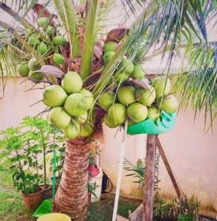 SHYAM 1Healthy High Yield Rare Dwarf Desi Green Coconut Fruit Tree Seed