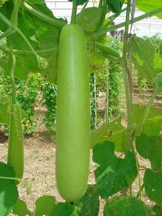 UGRA Gourd Bottle Seed