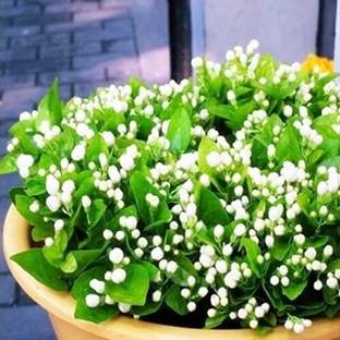 KNESSiN Jasmine indoor plants perennial flower Seed