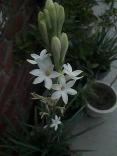 GREENSEA Tuberose, Rajnigandha Flower Seed