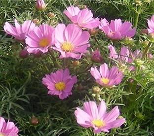 CYBEXIS NDIR-51 - COSMOS -DWARF PINK - Easy to grow Flowers - (270 Seeds) Seed