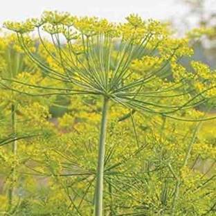 VibeX TLX-7 - Fernleaf Dill - (250 Seeds) Seed