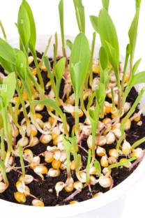 MSG Popcorn, Vutta Seed