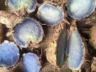 STOKIYA 100 % GERMINETION HYBRIDE Kali haldi/Black Turmeric Original/Nalla Pasupu BULB Seed