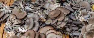 VAN OUSI Button mushroom seed,organic,Healthy,Vegetable seed,Pack of Seed