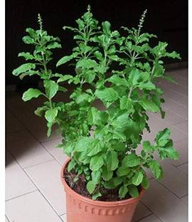 Seedsqlty Rama and krishna tulsi seeds for planting Seed