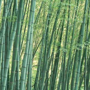 wequality chinese bamboo seed Seed