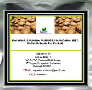 MGBN KACHNAR-BAUHINIA PURPUREA-MANDARAI SEED-10 GM Seed