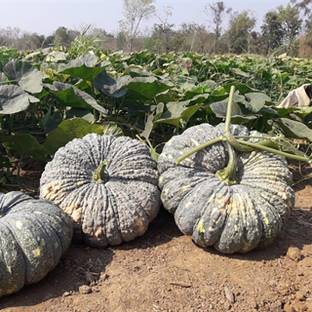 ErTh Thai Pumpkin Seed