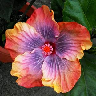 CYBEXIS Hibiscus Seeds Tropical Flower Home Decor -50 Seeds Seed