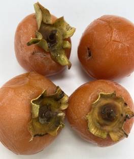 M-Tech Gardens Rare Hybrid Persimmon " American " Exotic 5 Seed