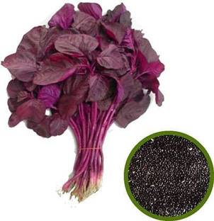VibeX ® XLR-594 Red Spinach Amarnath F1 Hybrid Seed
