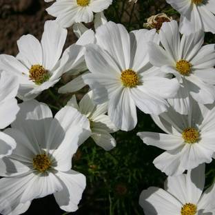 ZIXA COSMOS BIPINNATUS ANGEL WINGS Seed