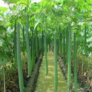 SREE Ridge Gourd seeds 100% Organic Gardening Vegetable 72 Seed