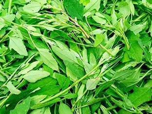 Aywal Bathua Saag(बथुआ साग) Vegetable Seed