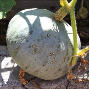 WILLVINE Organic F1 Hybrid Winter Squash"Sweet Meat" (Cucurbita maxima)-250 Seeds Seed