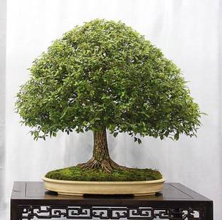 NooElec Seeds India Indoor & Outdoor Japanese Zelkova Bonsai Tree Seed