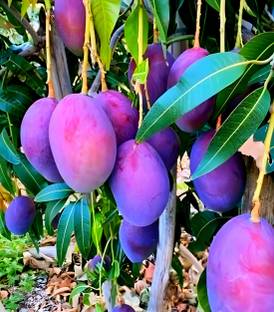 SHYAM 1Healthy Food Japnese Black Stone mango FruitTree Grafted Plant Seed