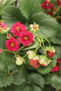Srijagarden strawberry plant Seed