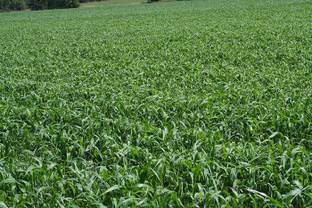 ibains Buffalo grass seeds Seed