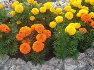 VibeX ® VLR-366 Marigolds Cool Mix Seed