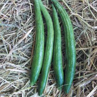 KNESSiN F1 Hybrid Painted Serpent Cucumber Seeds For Growing-(150 Seeds) Seed