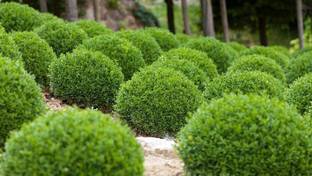 VibeX ® XXL-2 Winter Gem Boxwood Seed