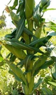 HYBRID 1kg, hybrid corn/maize/makka seed highest yield variety long bhutta Seed