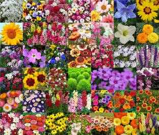 Agnico Agnico 40 Variety Of Flower Seeds Combo Pack With Instruction Manual.… Seed