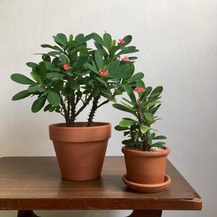 NooElec Seeds India All Seasons Indooor-Outdoor Growing Crown of Thorns Succulent Seed
