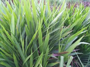 N.G.M. AGROCARE Smart/Dwarf/Indonesia Multi-Cut Hybrid Napier Grass slips/Sticks for Cultivation Seed