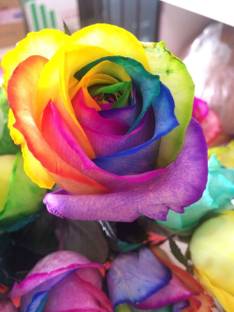 CYBEXIS PAU-79 - Rainbow Rose Flower Bush - (100 Seeds) Seed