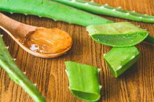 Farmer Faith FRESH ALOEVERA LEAVES | GREEN ORGANIC ALOEVERA LEAF | FULLY PULP & FRESH Soil