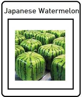 WILLVINE XLR-448 Square Watermelons Seeds Dark Green Seed