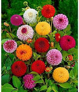 SRKR AGRO ™ Dahlia Mix fiagro Flower Seeds For Your Garden Seed