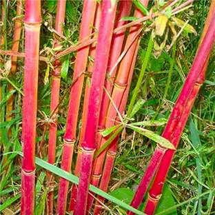 BDSresolve Red bamboo tree seeds for plant, bamboo seeds for plant, bamboo seeds Seed