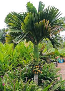 Kapebonavista Areca catechu is a species of palm Seed