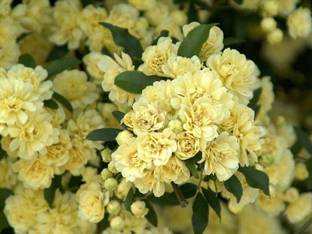 VibeX ® RXI-105 Yellow Lady Banks Climbing Rose Seed